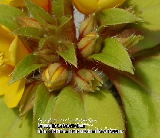 Photo of Golden Globe Loosestrife (Lysimachia congestiflora) uploaded by valleylynn