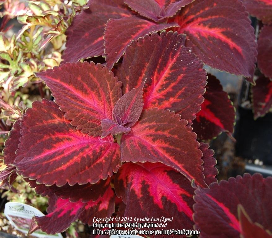 Photo of Coleus (Coleus scutellarioides ColorBlaze® Kingswood Torch) uploaded by valleylynn