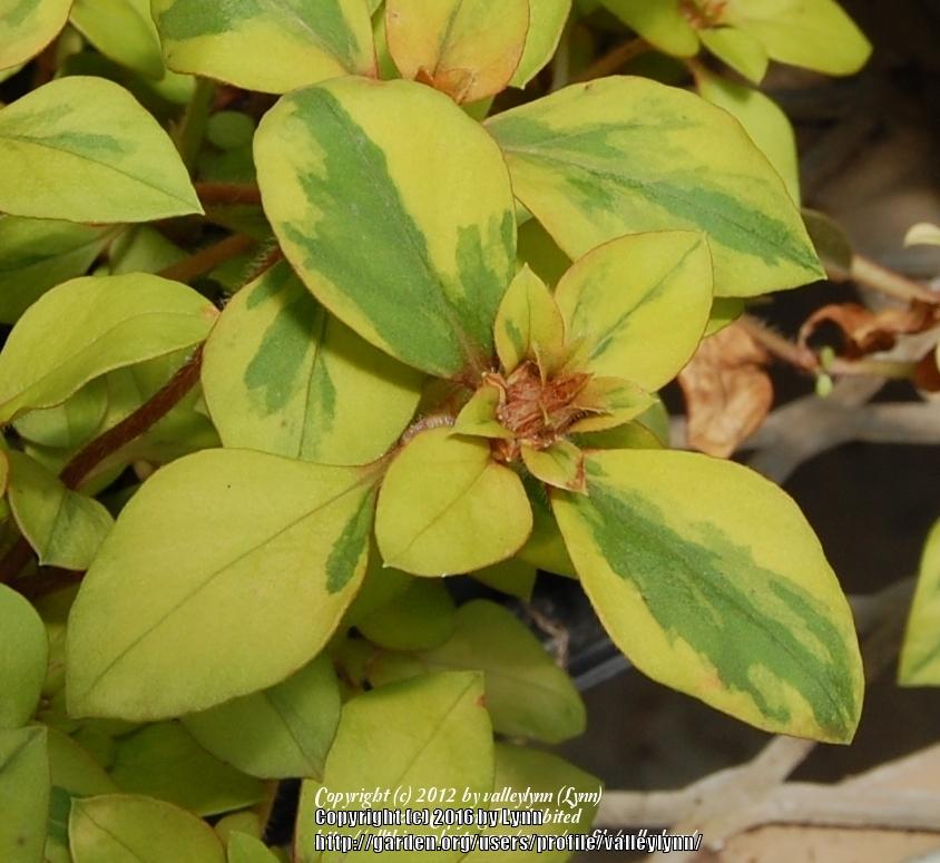 Photo of Golden Globe Loosestrife (Lysimachia congestiflora) uploaded by valleylynn