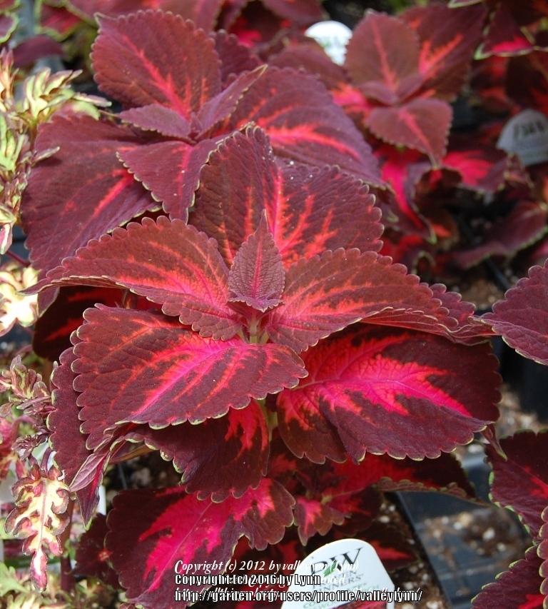 Photo of Coleus (Coleus scutellarioides ColorBlaze® Kingswood Torch) uploaded by valleylynn