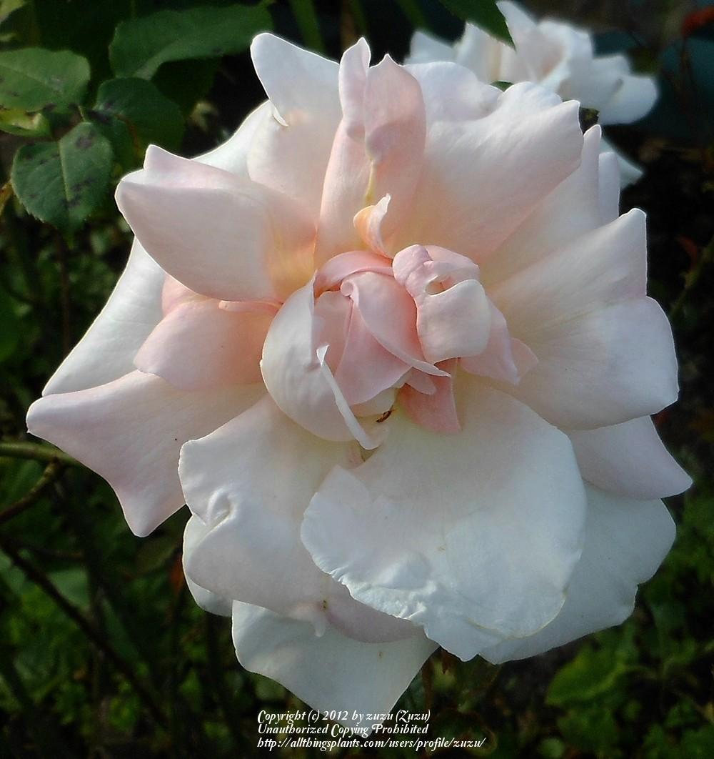 Photo of Rose (Rosa 'Michele Meilland') uploaded by zuzu