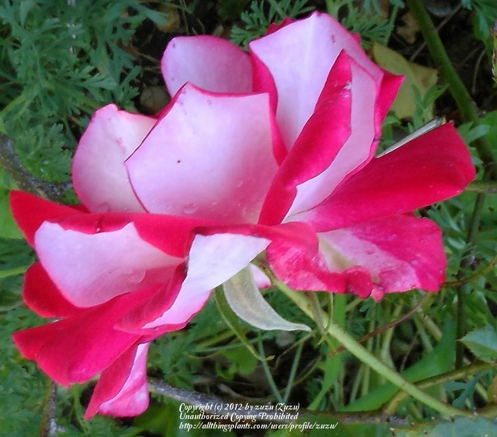 Photo of Rose (Rosa 'Molly McGredy') uploaded by zuzu