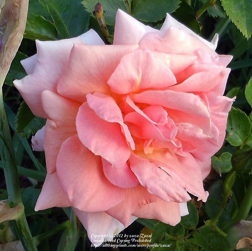 Photo of Rose (Rosa 'Orange Ruffels') uploaded by zuzu