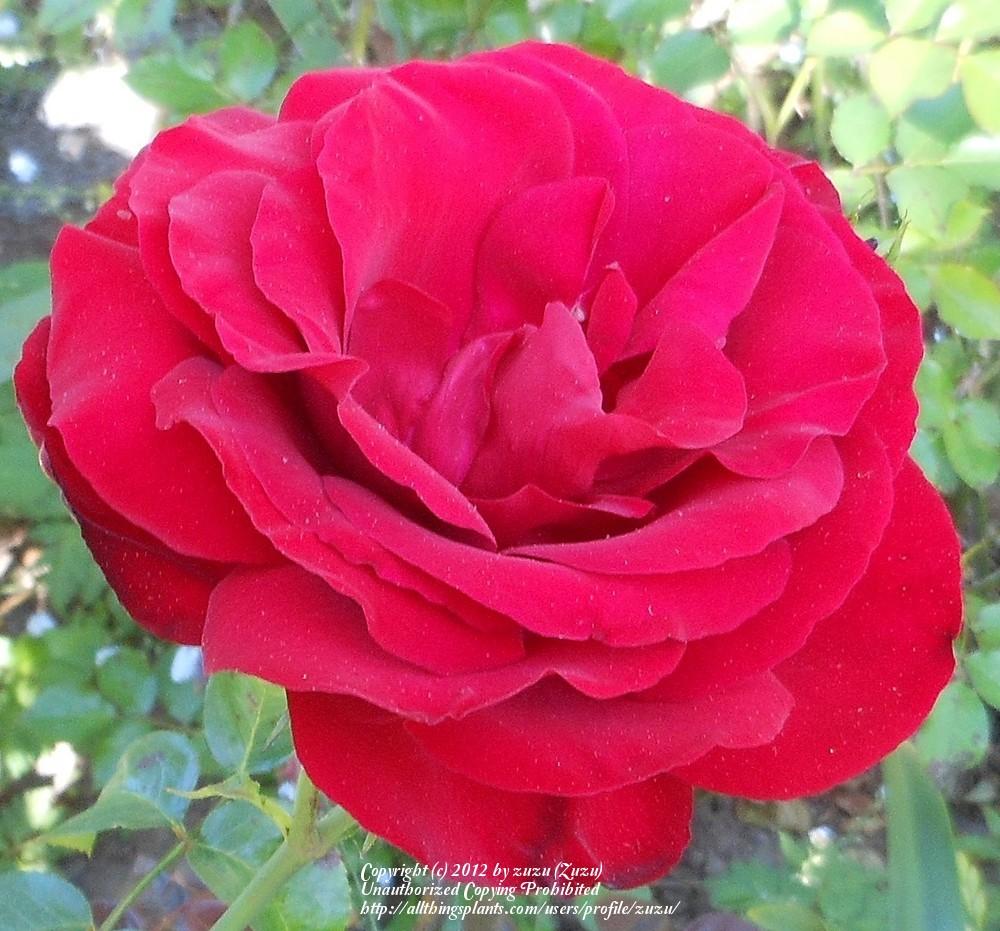 Photo of Rose (Rosa 'J.C. Thornton') uploaded by zuzu