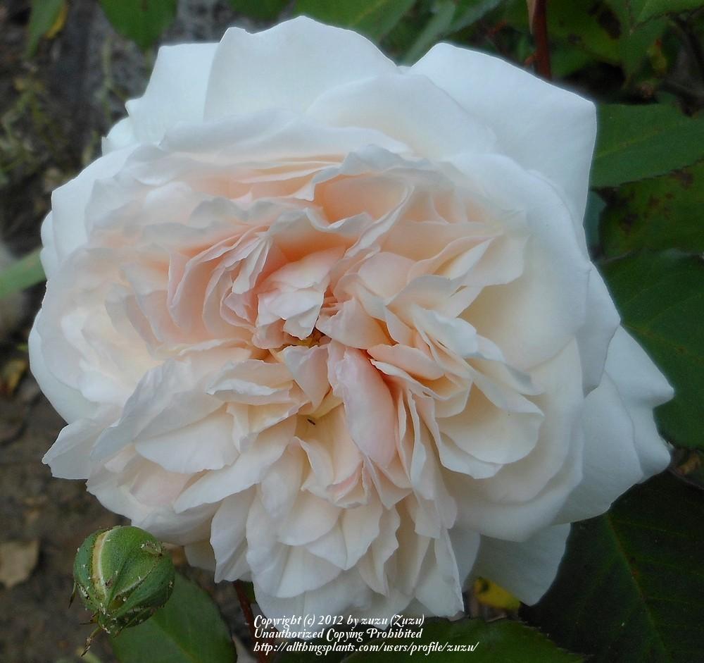 Photo of Rose (Rosa 'Gruss an Aachen') uploaded by zuzu