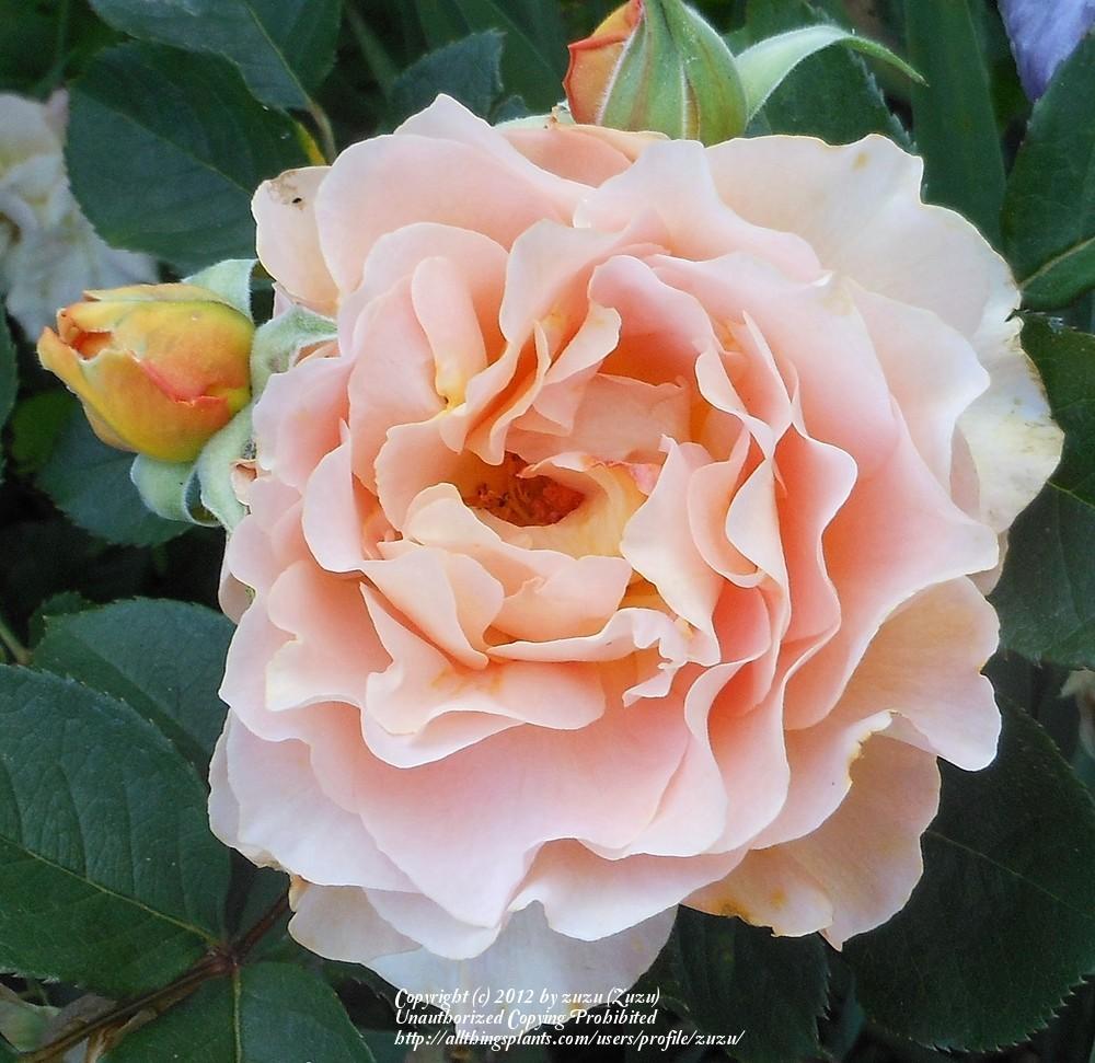 Photo of Rose (Rosa 'Honey Perfume') uploaded by zuzu
