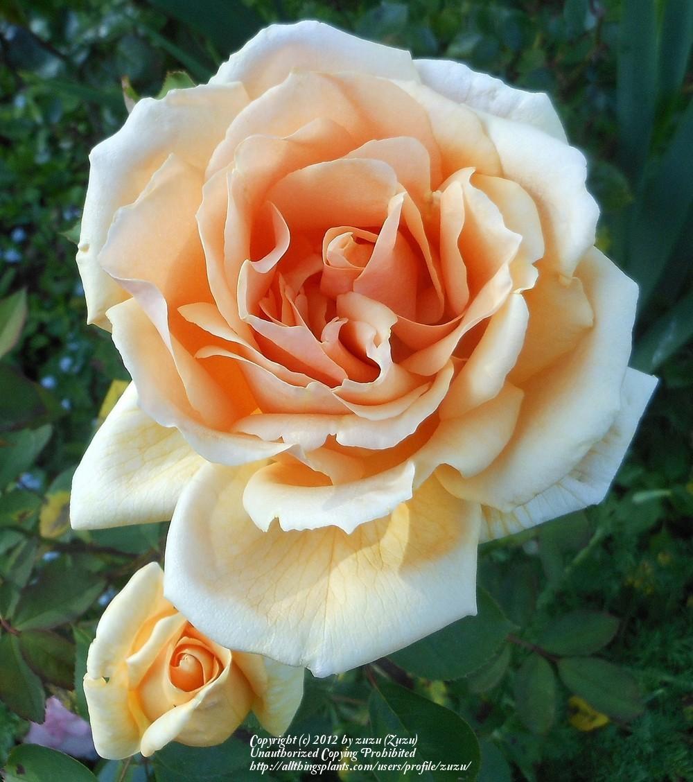 Photo of Rose (Rosa 'Johnnie Walker') uploaded by zuzu