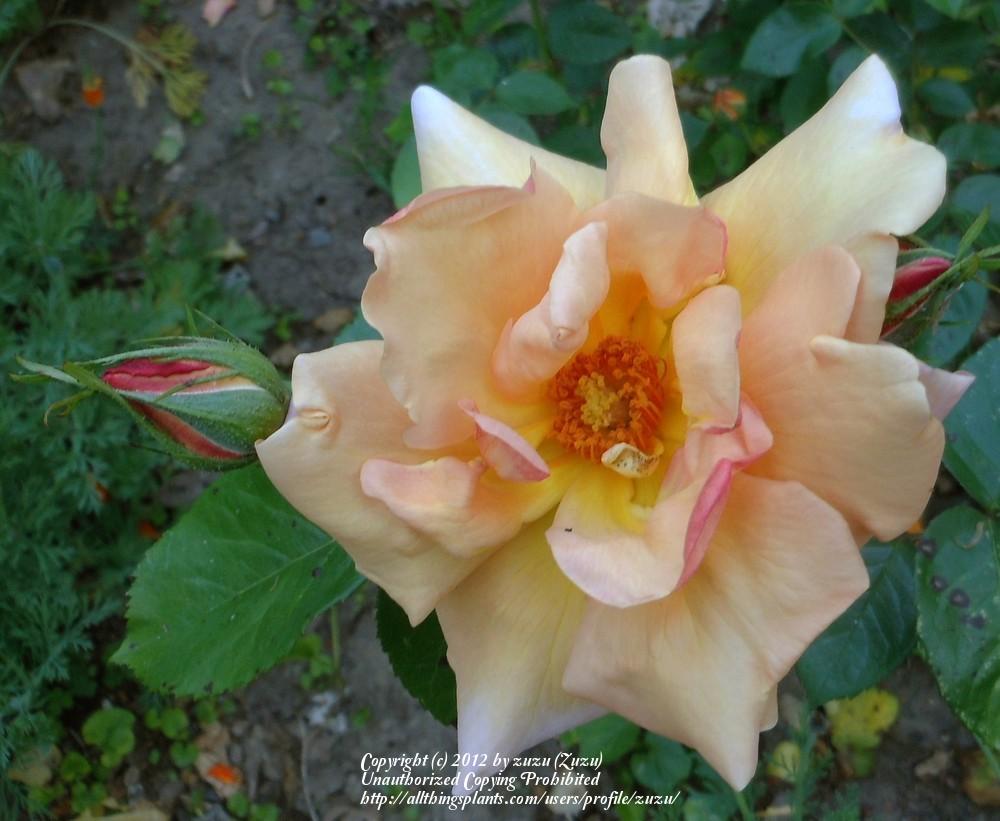 Photo of Rose (Rosa 'Geisha') uploaded by zuzu