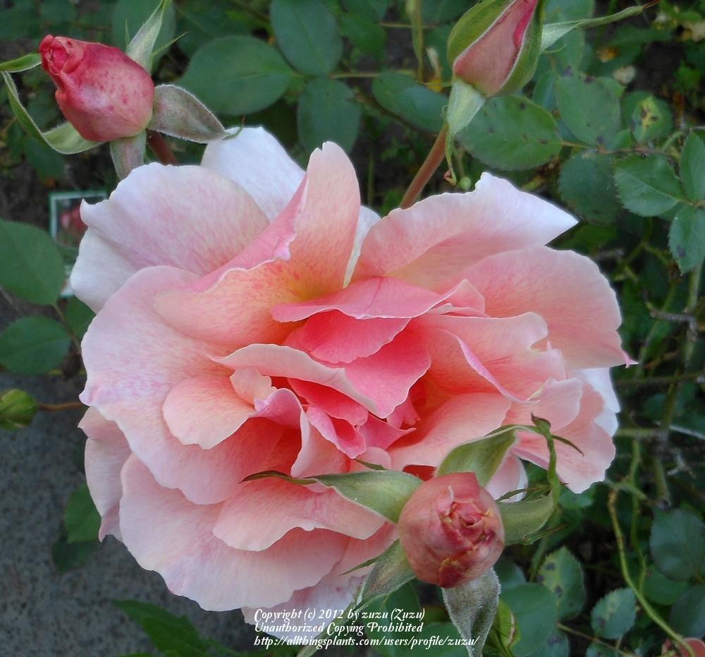 Photo of Rose (Rosa 'Gee Whiz') uploaded by zuzu
