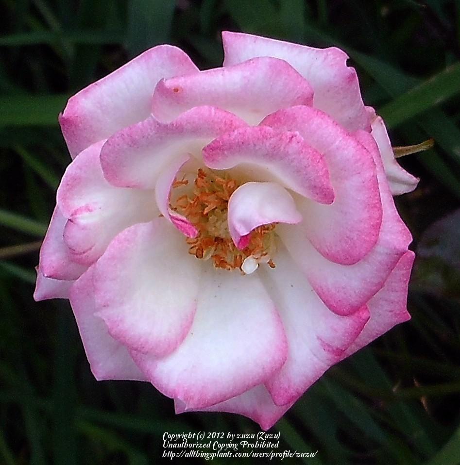 Photo of Rose (Rosa 'Magic Carrousel') uploaded by zuzu