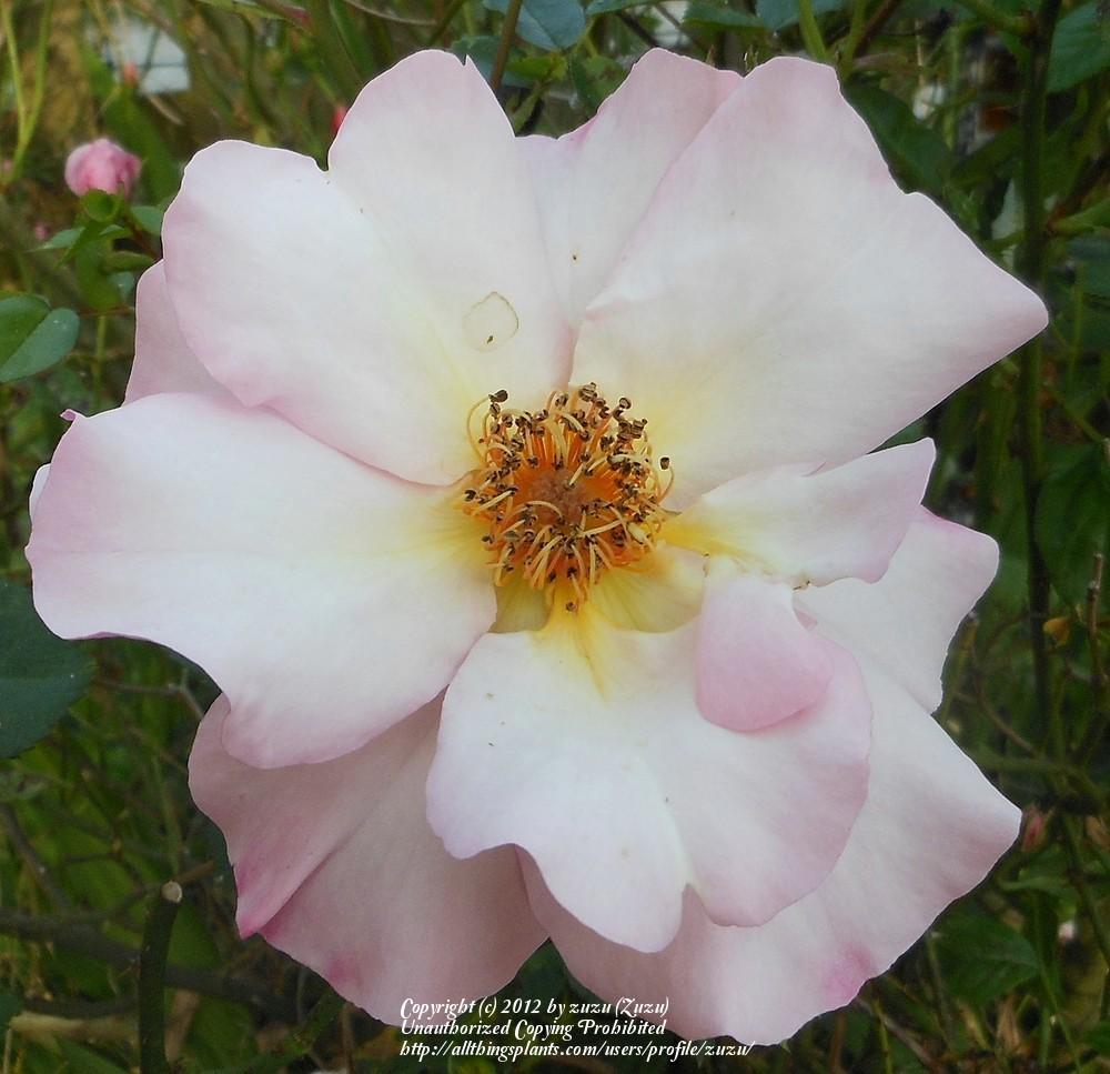 Photo of Rose (Rosa 'Leersum 700') uploaded by zuzu