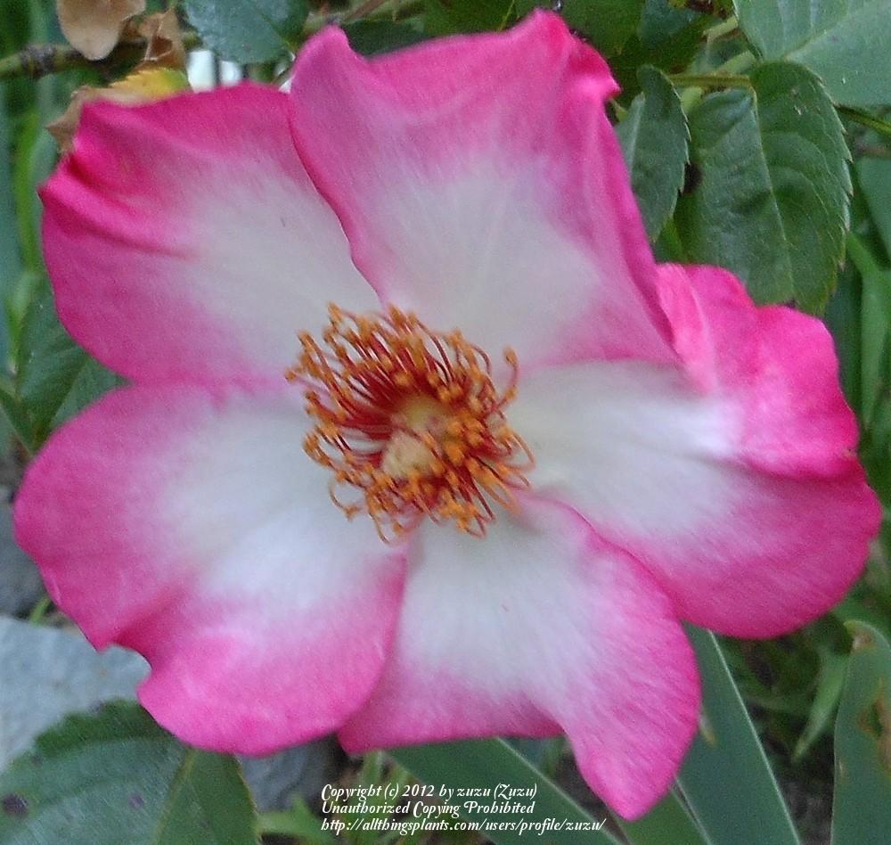 Photo of Rose (Rosa 'Mrs. Robinson') uploaded by zuzu