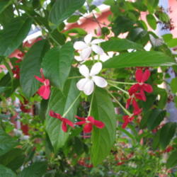 Location: Southwest Florida
Date: May 2012
Flowers emerge white and turn darker as the day goes on to end up