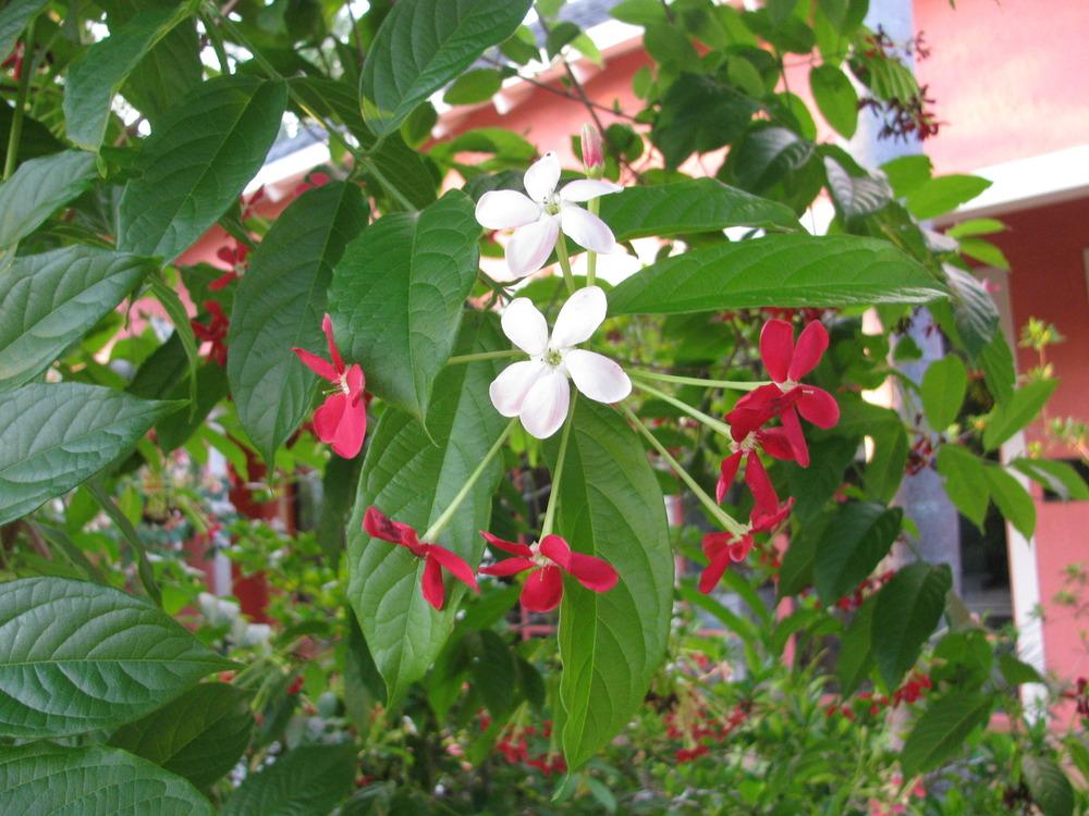 Photo of Rangoon Creeper (Combretum indicum) uploaded by Dutchlady1