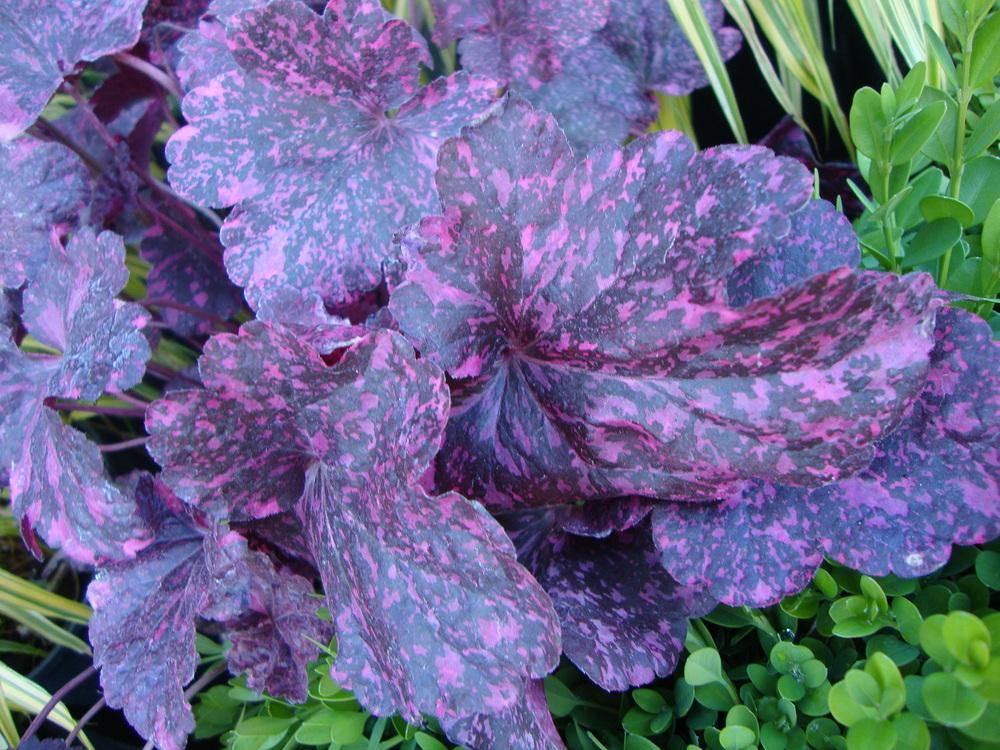 Photo of Coral Bells (Heuchera 'Midnight Rose') uploaded by Paul2032