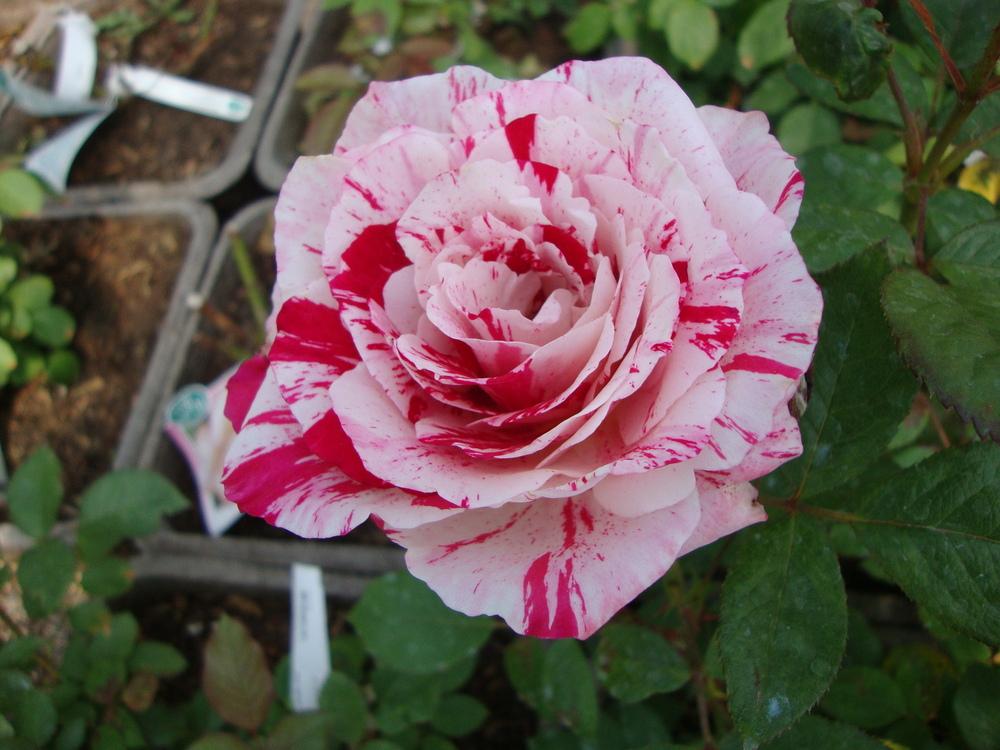 Photo of Rose (Rosa 'Scentimental') uploaded by Paul2032