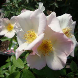 Location: Orem, Utah
Date: 2012-05-10
At Sunriver Gardens