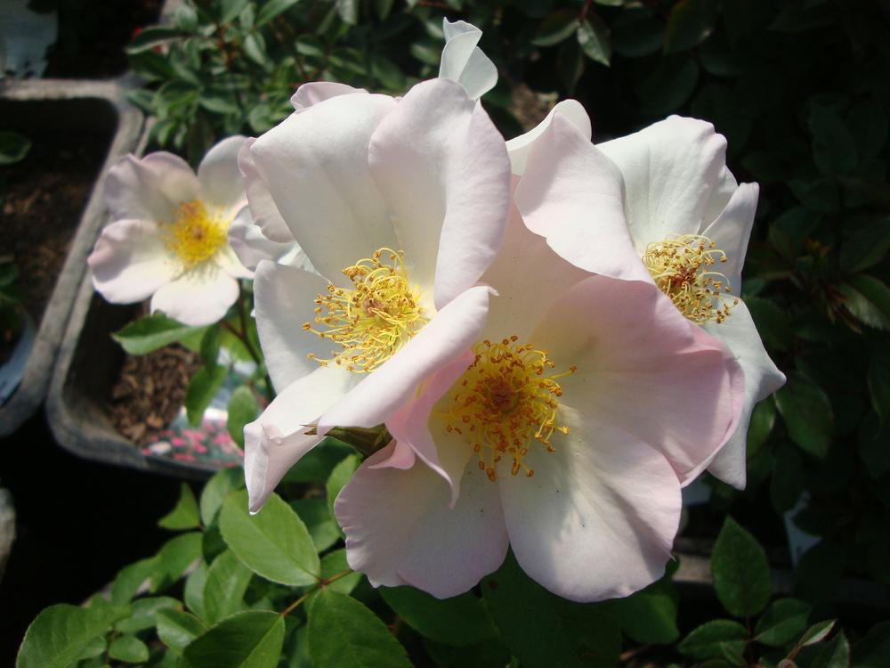 Photo of Rose (Rosa 'Sally Holmes') uploaded by Paul2032