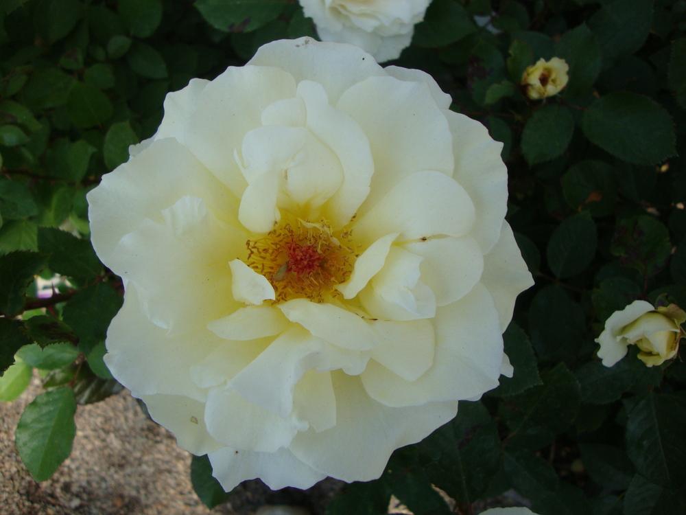 Photo of Rose (Rosa 'White Licorice') uploaded by Paul2032