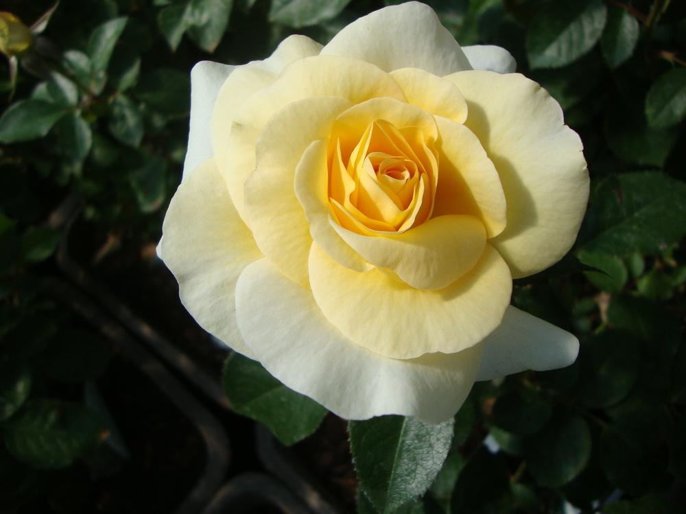 Photo of Rose (Rosa 'Sunshine Daydream') uploaded by Paul2032