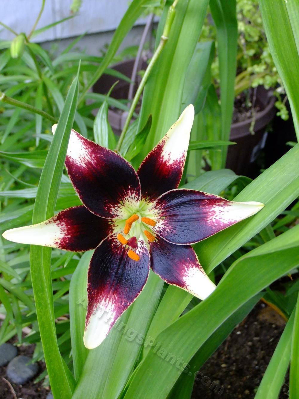 Photo of Lily (Lilium 'Netty's Pride') uploaded by pbtxlady
