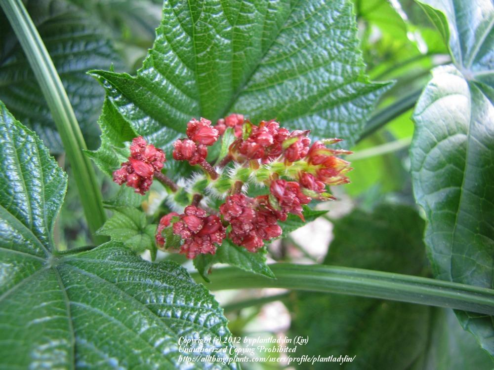 Photo of Pagoda Flower (Clerodendrum paniculatum) uploaded by plantladylin