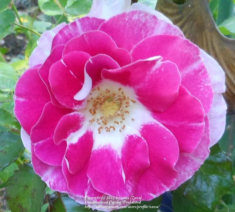 Photo of Rose (Rosa 'Regensberg') uploaded by zuzu