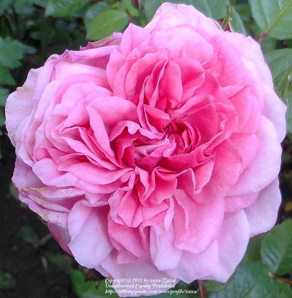 Photo of Rose (Rosa 'Zaide') uploaded by zuzu