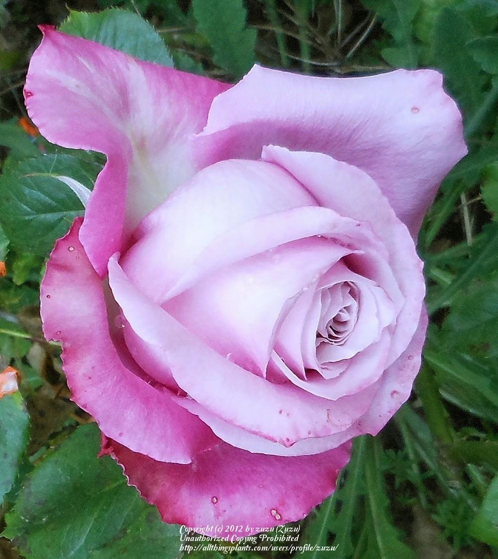 Photo of Rose (Rosa 'Tantalizing Red') uploaded by zuzu