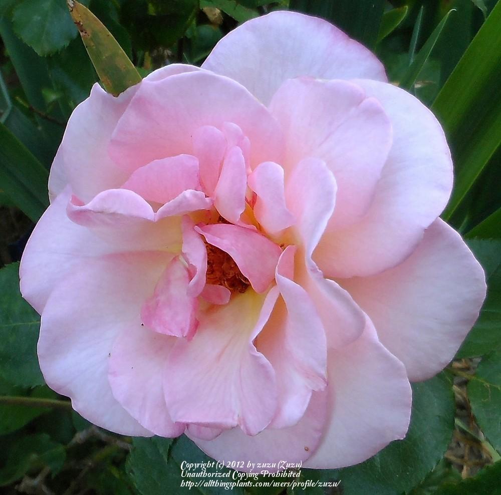 Photo of Rose (Rosa 'Peachblow') uploaded by zuzu