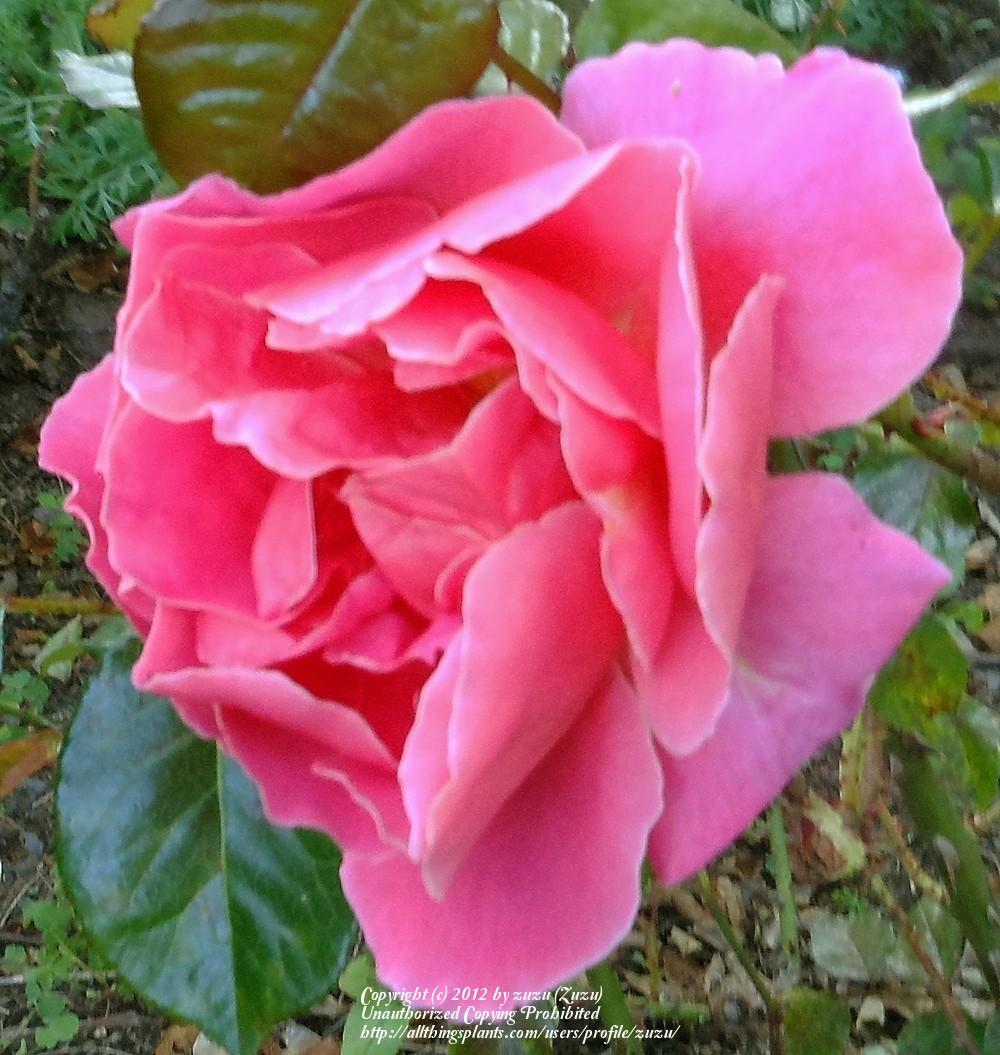 Photo of Rose (Rosa 'Violinista Costa') uploaded by zuzu