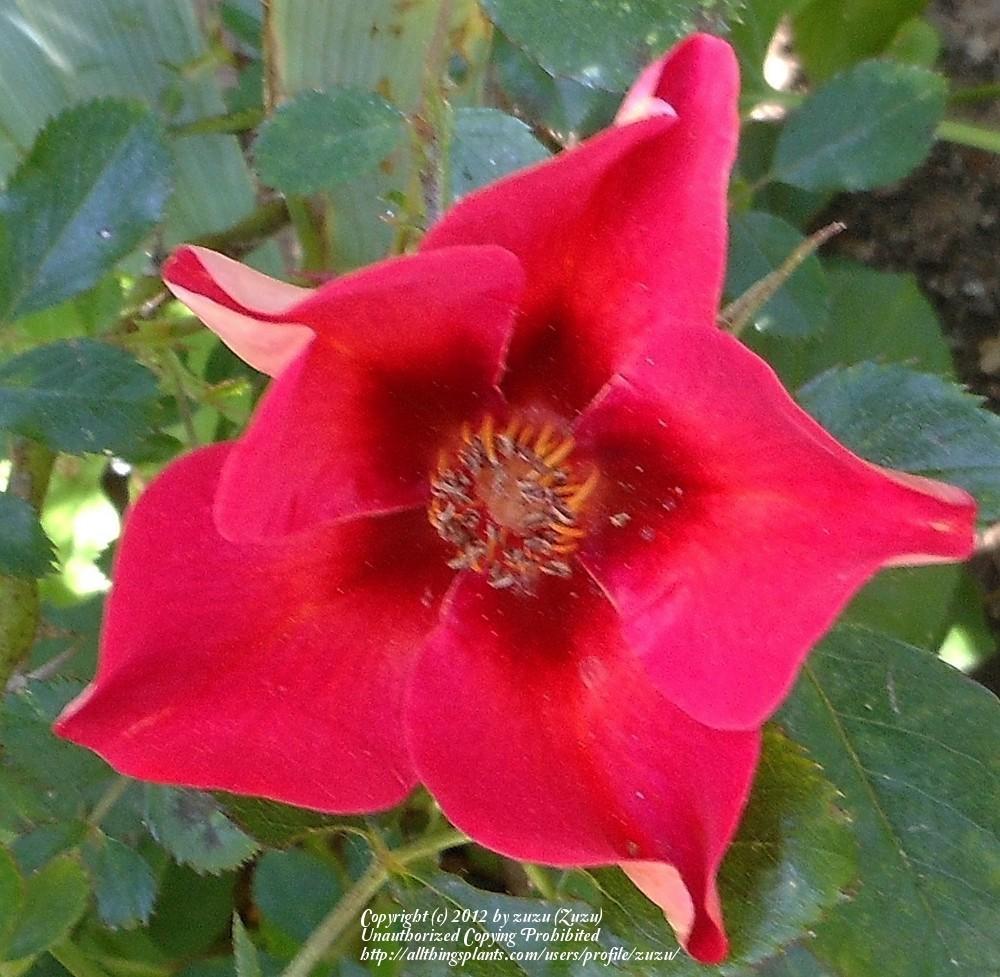 Photo of Rose (Rosa 'Persian Flame') uploaded by zuzu