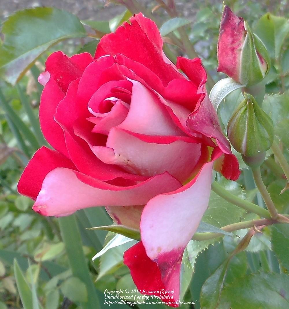Photo of Rose (Rosa 'Topsy Turvy') uploaded by zuzu