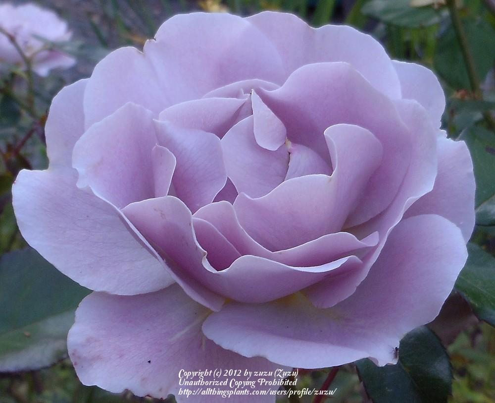 Photo of Rose (Rosa 'Silver Cloud') uploaded by zuzu