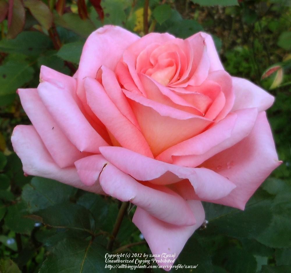 Photo of Rose (Rosa 'Victor Borge') uploaded by zuzu