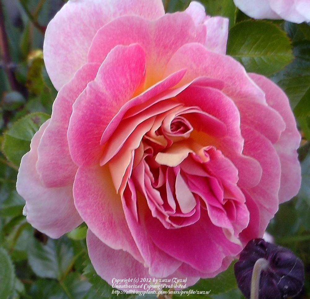 Photo of Shrub Rose (Rosa 'Peggy M') uploaded by zuzu