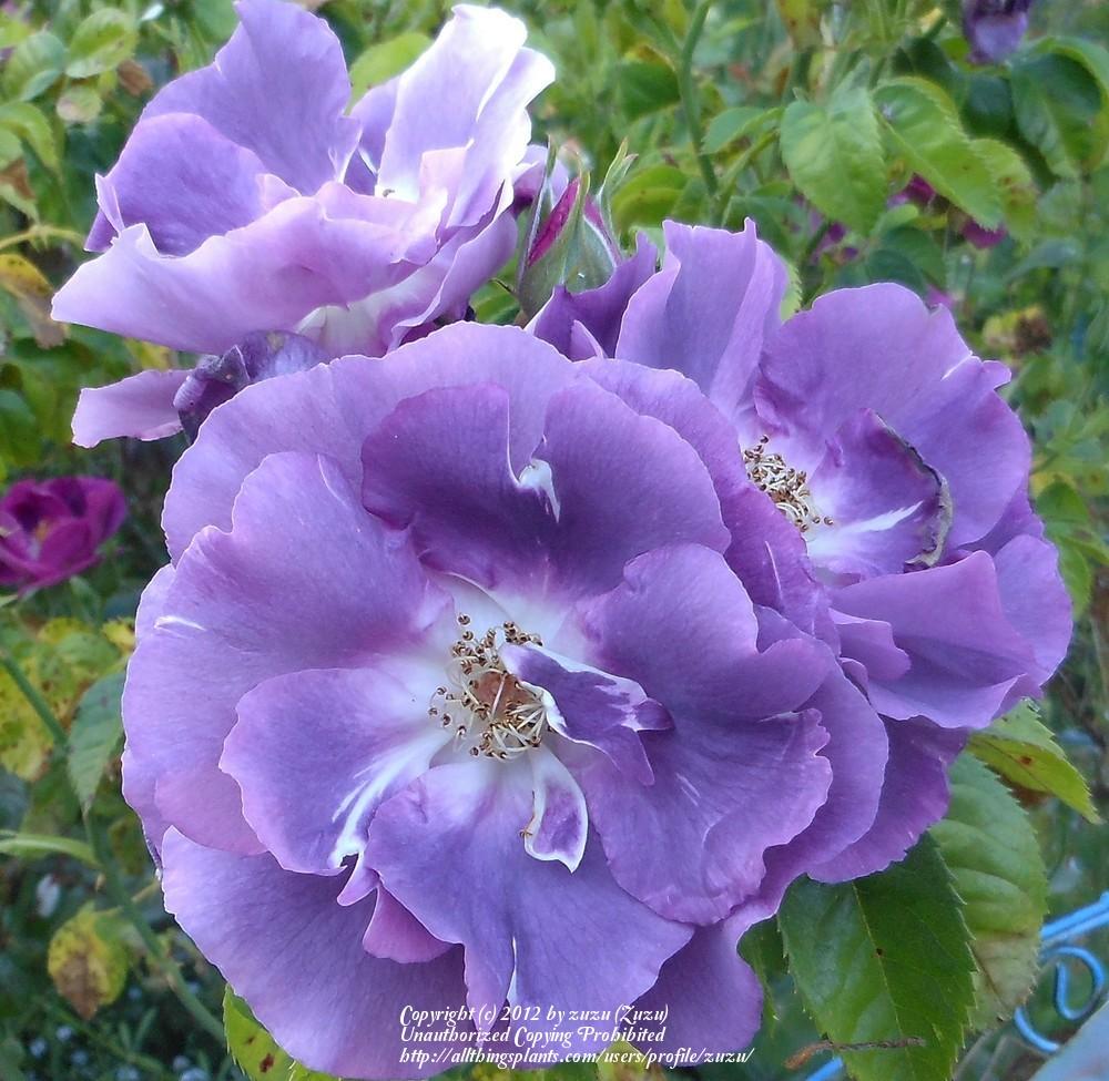 Photo of Rose (Rosa 'Rhapsody in Blue') uploaded by zuzu