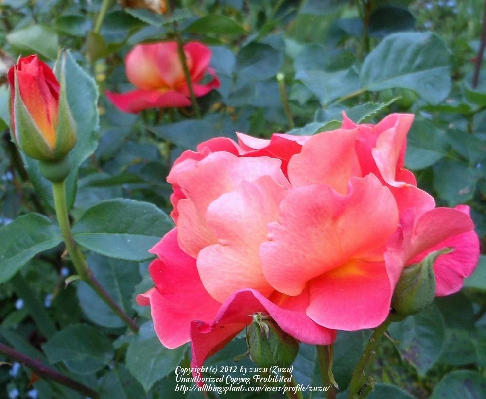 Photo of Rose (Rosa 'Shepherd's Delight') uploaded by zuzu