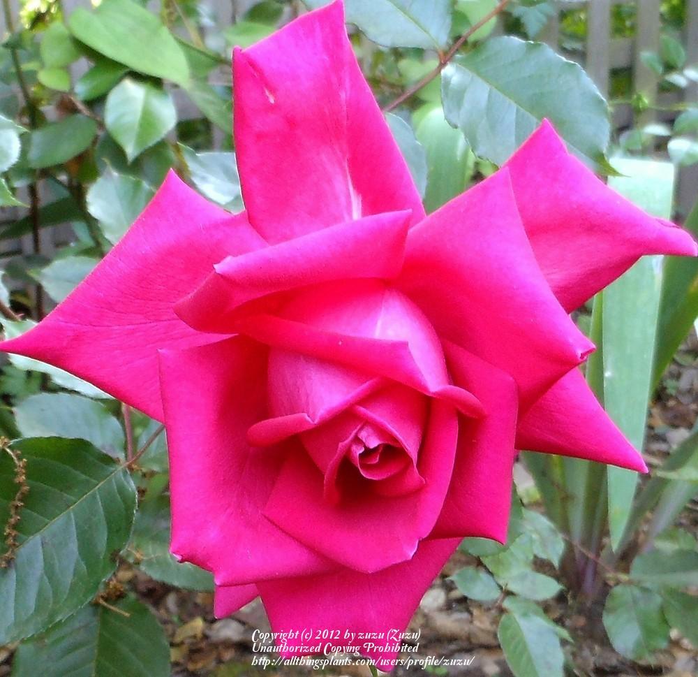 Photo of Rose (Rosa 'Wendy Cussons') uploaded by zuzu