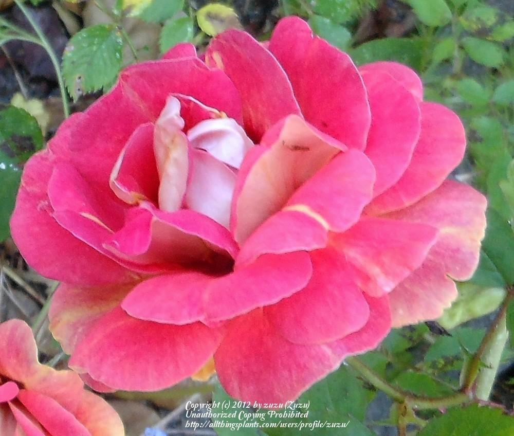 Photo of Rose (Rosa 'Persian Sunset') uploaded by zuzu