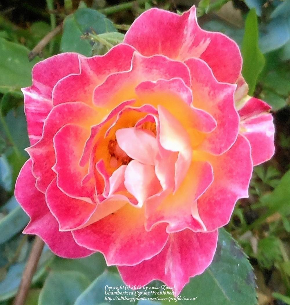 Photo of Rose (Rosa 'Tiddly Winks') uploaded by zuzu
