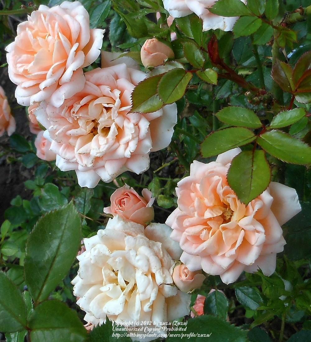 Photo of Rose (Rosa 'Sweet Dream') uploaded by zuzu