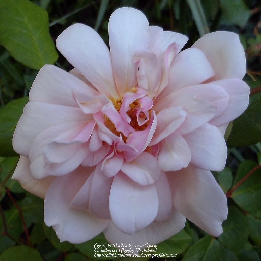 Photo of Rose (Rosa 'Perle d'Or') uploaded by zuzu