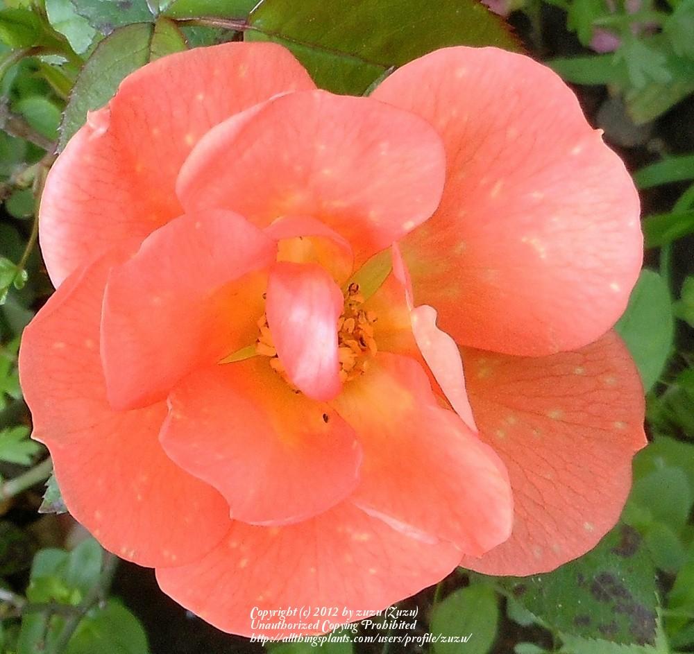 Photo of Rose (Rosa 'Tangerine Jewel') uploaded by zuzu