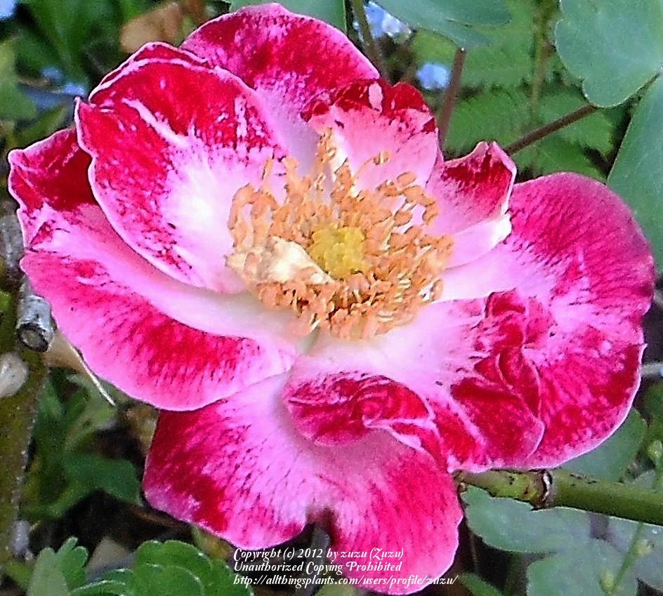 Photo of Rose (Rosa 'Priscilla Burton') uploaded by zuzu
