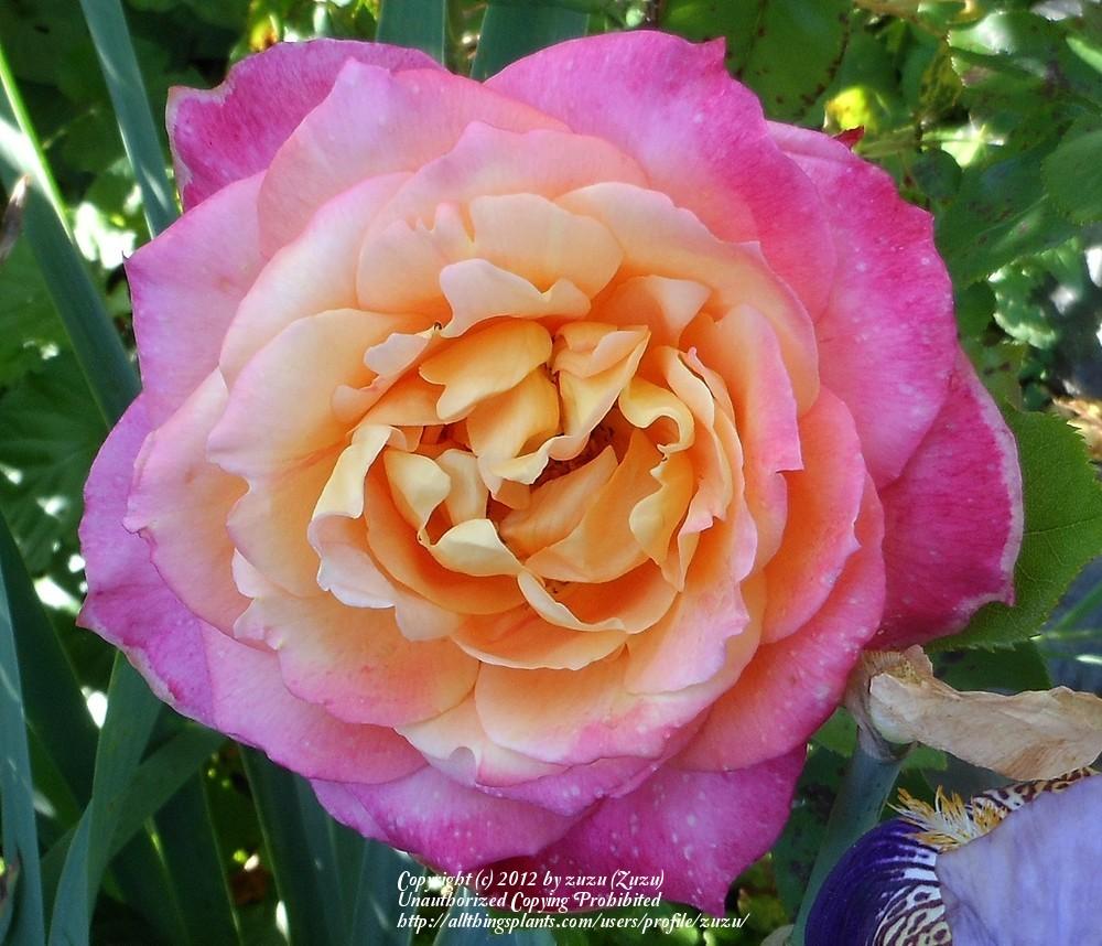 Photo of Rose (Rosa 'World Peace') uploaded by zuzu