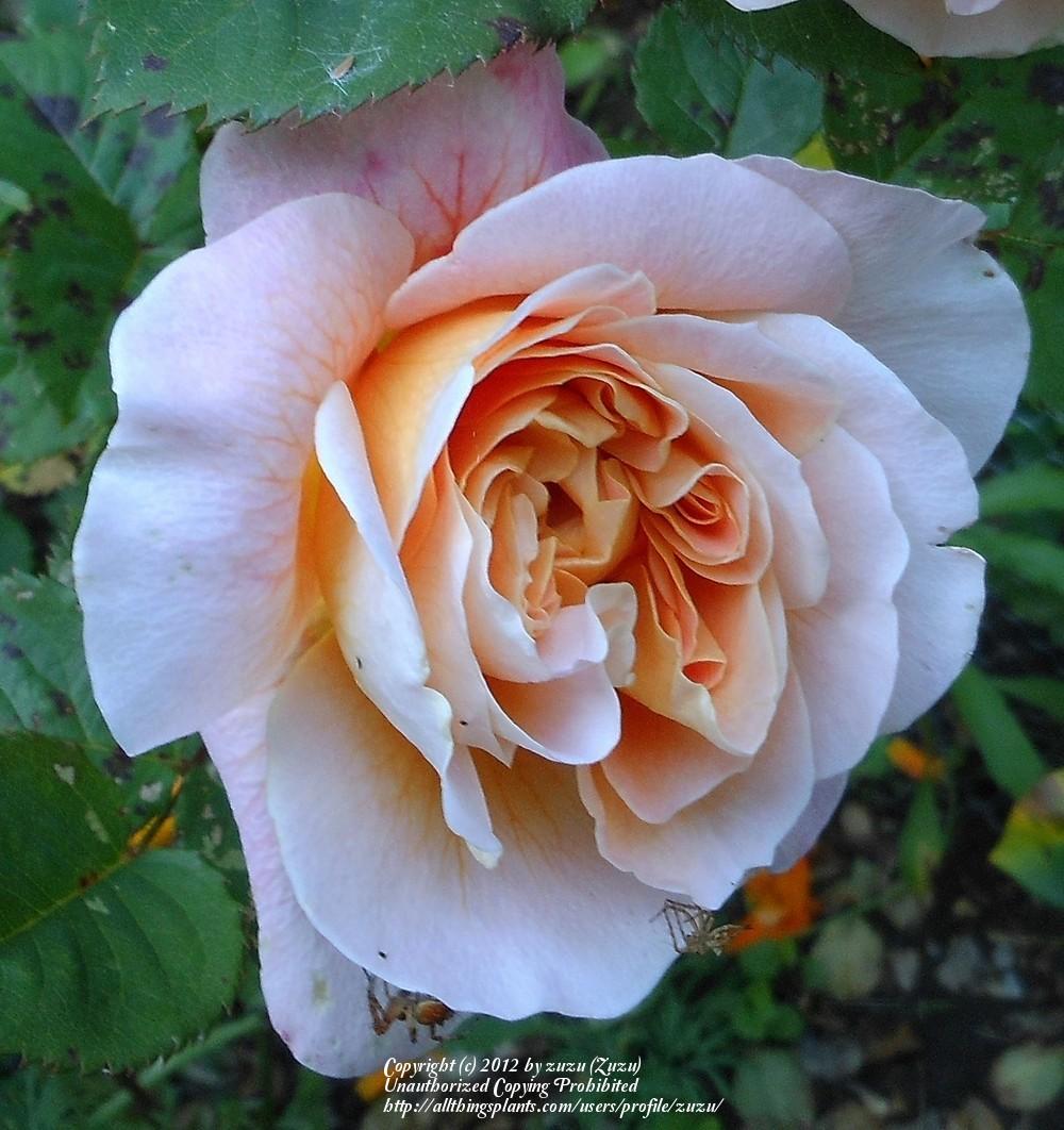 Photo of Rose (Rosa 'The Impressionist') uploaded by zuzu