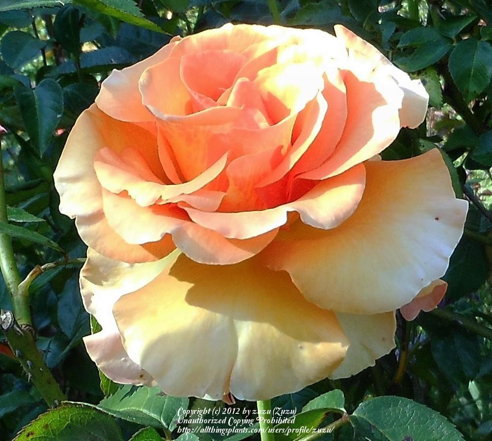 Photo of Rose (Rosa 'Sunstruck') uploaded by zuzu