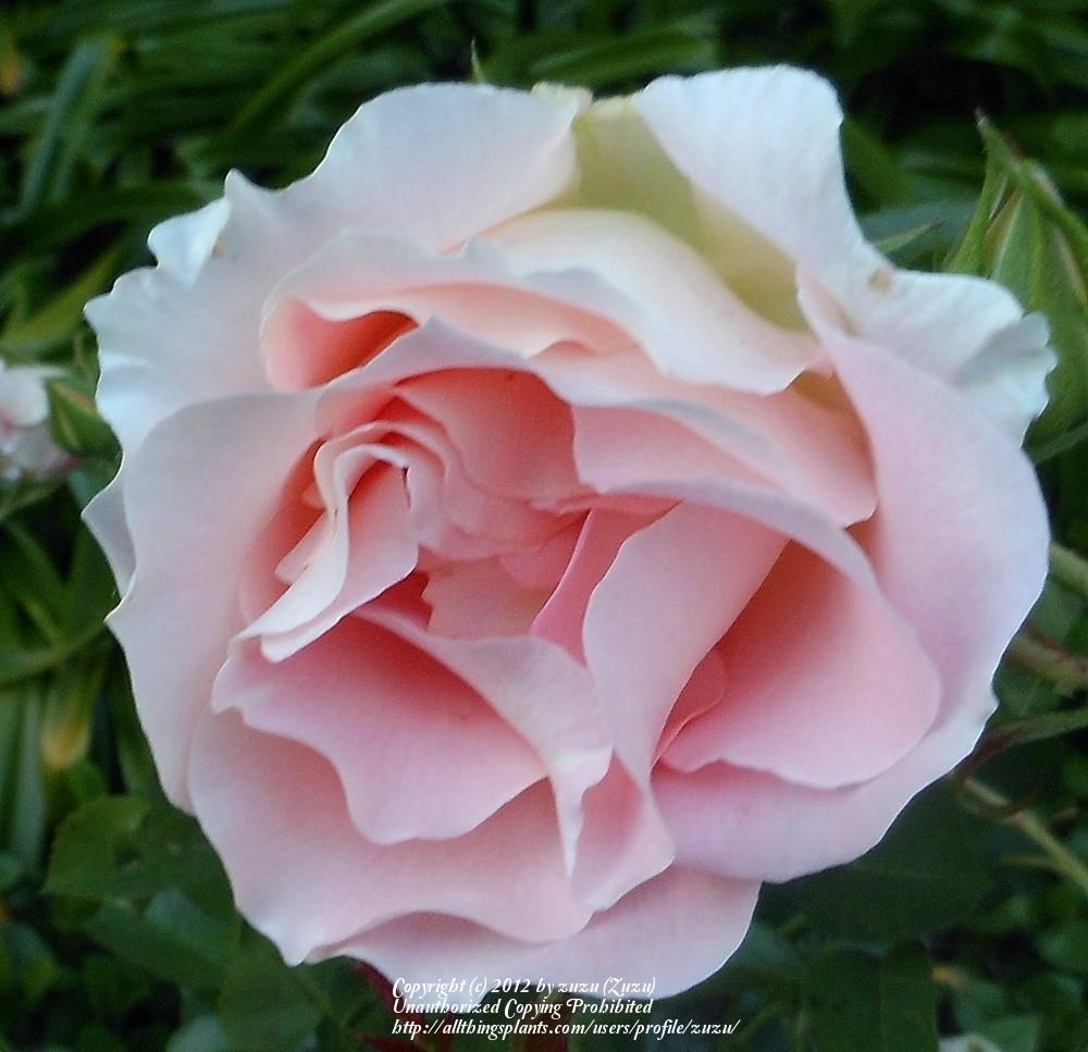 Photo of Rose (Rosa 'Rokoko') uploaded by zuzu