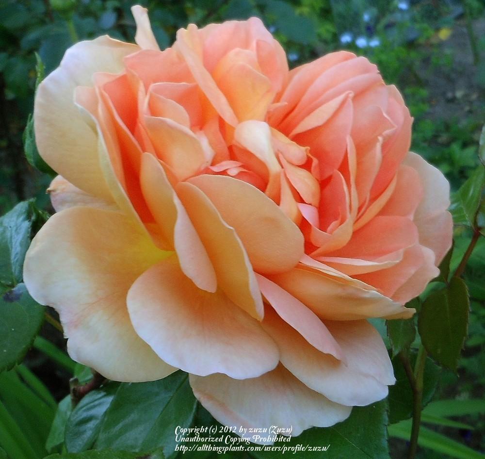 Photo of English Shrub Rose (Rosa 'Pat Austin') uploaded by zuzu